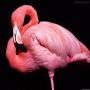 Clube Flamingo