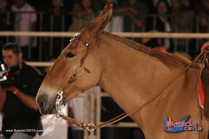 Balada: Bras�lia Rodeio Show - Parque Le�o - DF